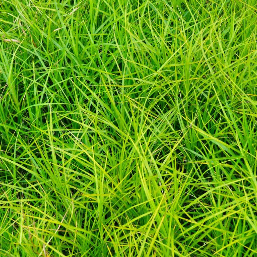 Carex muskingumensis ---